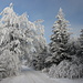 Unterwegs zu Na Skále - Umgeben von winterlichem Wald.