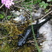 Alpine Salamander (Salamandra atra) 