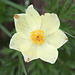 Anemone giallo (Pulsatilla alpina)