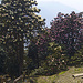 Immer wieder Rhododendronbäume. Hier oben auf 3700 Meter sind sie fast noch in voller Blüte