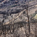 There was a wildfire in this area last September: [http://www.youtube.com/watch?v=ApSFbUysN_I click] or [http://www.sfgate.com/bayarea/article/Mount-Diablo-wildfire-triples-in-size-4798427.php#photo-5157495 clack]