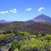 Teide-Ansicht vom Observatorium Izaña aus. Mir ist nun klar, wieso ein naher Hügel "Montaña del Limon" heisst. Die blühenden Besenrauken (Descurainia bourgaeana) verwandeln die Landschaft in einen gelben Teppich