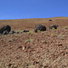 Huevos del Teide: Magmabomben, welche die Montaña Blanca herunterkollerten 