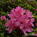 Rosa delle Alpi (Rododendrum ferrugineum)