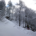 Skitouren am Federi führen durch steilen Wald
