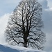 Baumwunder im Winter