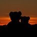 Gefährliche Grizzlies bei Sonnenuntergang<br /><br />Dei grizzlies pericolosi al tramonto