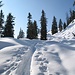 Allmählichtet sich der Wald; abseits der Spur liegen etwa 1-2 m Schnee