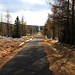 Forstweg bis zum Horizont