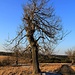 Baum mit abgeworfenem Raureif