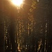 Für Waldfreunde ist der Aufstieg zum Rechelkopf eine lohnende Unternehmung.