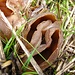 strange mushrooms