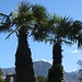 Palmen und Schneeberge