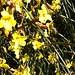 Blütenpracht: der Frühling ist im Anmarsch!
