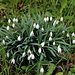 Erster Bote des Vorfrühlings: Kleine Schneeglöckchen (Galanthus nivalis).