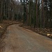 Steil geht die Strasse durch den Wald von Ziefen nach Arboldswil hinauf. Zur Zeit ist sie wegen Holzschlag für den Verkehr gesperrt, dennoch kommt man mit Fahrrad am Sonntag mühelos durch.