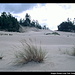 Oregon Dunes Loop Trail, Oregon Dunes NRA, Oregon, USA