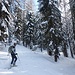 Tanta neve anche nel bosco.