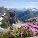Gruppenbild: Chaiserstock, blühende Alpenflora, im Hintergrund: Mister Glärnisch...