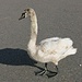 Caslano Schwan