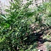 Palmenwald