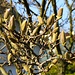 In Liestal (329m) starten gerade die Tulpen-Magnolien (Magnolia × soulangeana) in den Frühling.