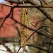 Blütenkätzchen der Gemeinen Hasel (Corylus avellana).