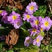 Gartenzuchtform der Stängellosen Schlüsselblume (Primula vulgaris), besser bekannt als "Primel". 