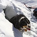 Die Hunde haben sofort Schutz in dem kleinen Iglu auf dem Grat der Bannalper Schonegg gesucht - Laska