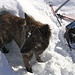 Die Hunde haben sofort Schutz in dem kleinen Iglu auf dem Grat der Bannalper Schonegg gesucht - Artus
