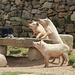 Die Schweine waren scharf auf eine Essenstüte