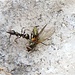 Ameise schleppt Insekt ab.