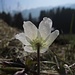 Anemone nemorosa, Buschwindröschen von hinten mit Blick auf Unterammergau<br /><br />Anemone nemorosa di dietro con vista su Unterammergau