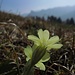 Schlüsselblume mit Blick zum Kofel<br /><br />Primula con vista sul Kofel