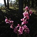 Der Seidelbast blüht<br /><br />La Daphne è in fiore