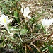 Crocus