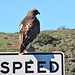 Red-tailed hawk (?) near Hawk Hill
