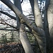 "Baumkuss" I auf dem Chluser Roggen <br /><br />("Solche zusammengewachsenen Äste sind Zeichen für eine überdurchschnittlich starke Lebenskraft und Hinweis für aufbauende Elementarwesen am Ort." - Guntram Stoehr, Vom Wesen der Bäume)