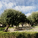 Unterwegs auf dem Chemin des Révoires (La Turbie) - Es geht vorbei an kleineren Häusern und schönen Gärten, in denen auch etliche Olivenbäume zu finden sind.