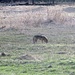 Coyote, seen while driving out of the valley
