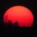 ..dunkelrot / ..rosso scuro