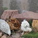 Hühner am Wegrand