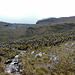 Frailejónes wie am [http://www.hikr.org/gallery/photo431162.html?post_id=31760#1 Kilimanjaro]