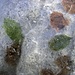 <br />⟿⇝⟿➝➛➙➞➟➠➡︎☞☛☞ Ein uralter Blättertrick: Im Eis überwintern