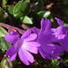 Ganzblättrige Primel (Primula integrifolia)