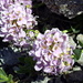 Rundblättriges Hellerkraut, auch Rundblättr. Täschelkraut, (Thlaspi cepaeifolium)