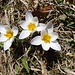 Kleines Krokus-Grüppchen