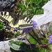 Schwalbenschwanz (Papilio machaon) auf einer nacktstängeliger Kugelblume (Globularia nudicaulis)