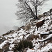 Im Aufstieg vom Col du Berceau zum Roc de l'Ormea - Kurz unterhalb des Gipfels tummeln sich etliche Schafe.