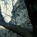 <br />♬♫♩...Have a seat upon this branch of mine...♬♫♩<br /><br />(Andrew Belle)<br />[http://www.youtube.com/watch?v=teURtOKmOMw]